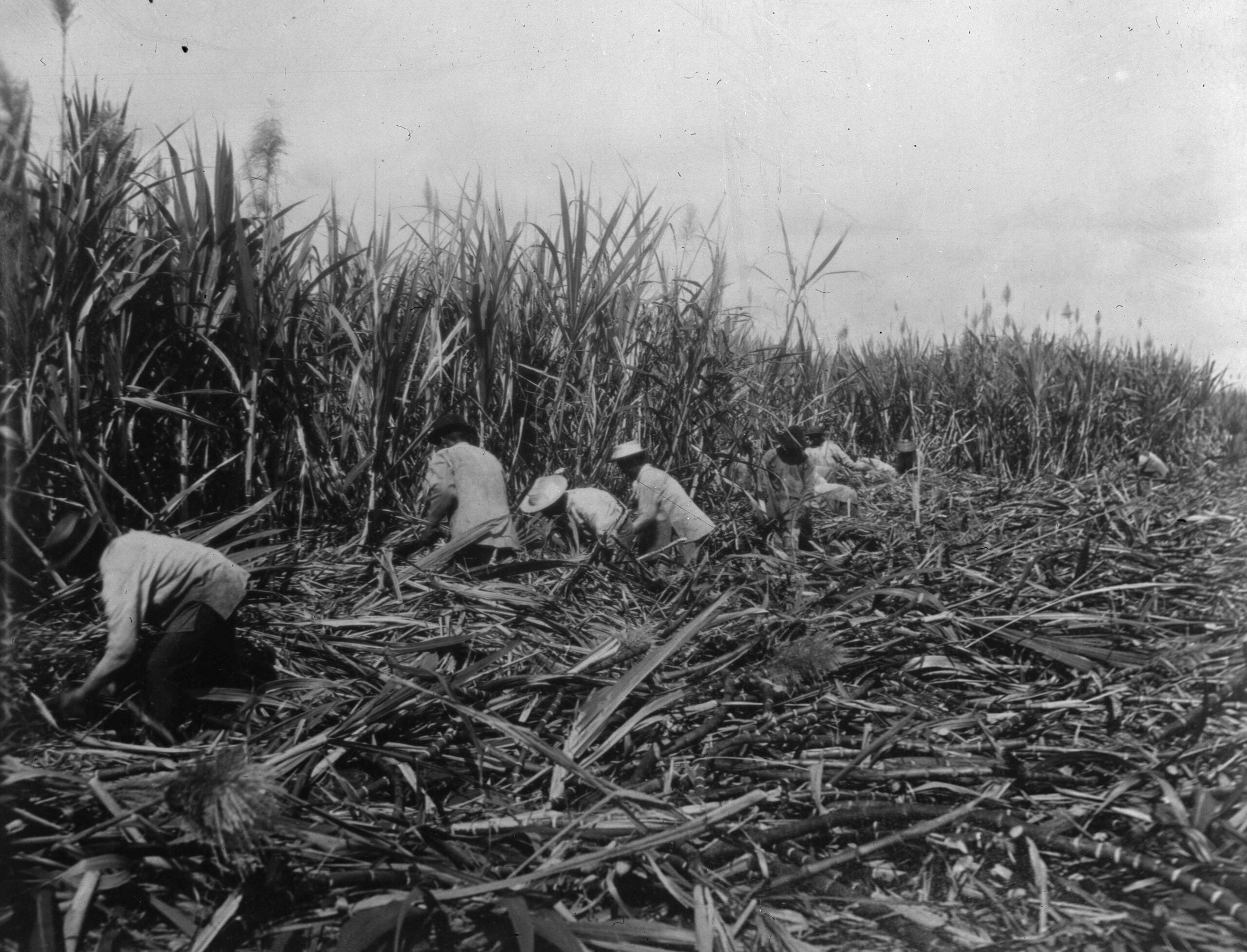 Image for article: Amid Cesar Chavez Fallout, A Hawaiʻi Labor Leader's Legacy Is Revisited - Civil Beat