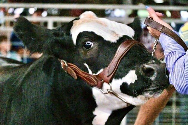 Image for article: Teamsters Strike at AMPI Dairy After Nearly a Year of Failed Negotiations