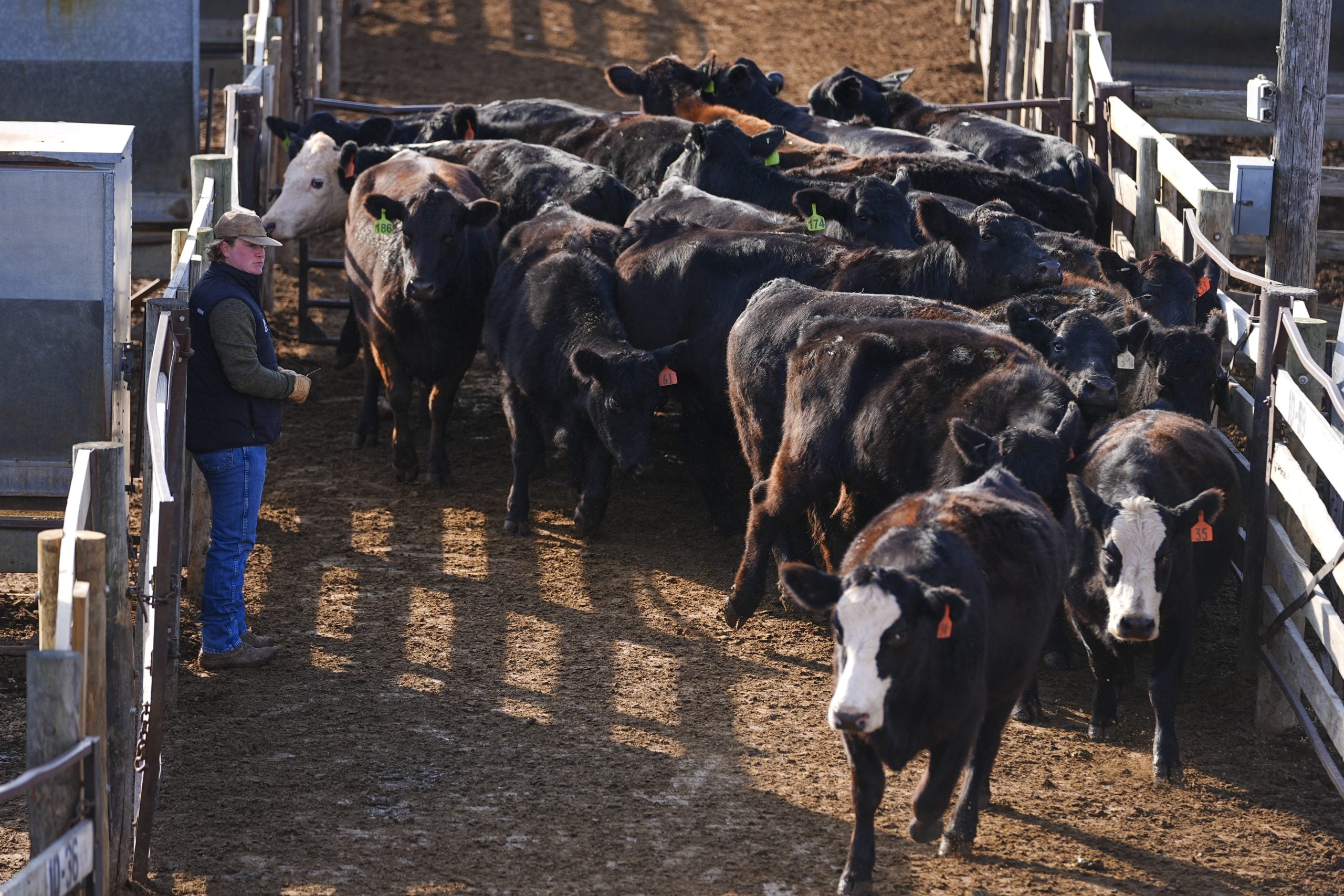 Image for article: Cattle futures drop Monday as JBS Greeley strike threat looms | Midday Markets