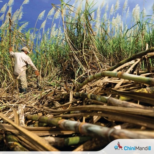 Image for article: Kenya: Sugarcane <b>workers</b> suspend <b>strike</b> after government assurances, but pay dispute persists