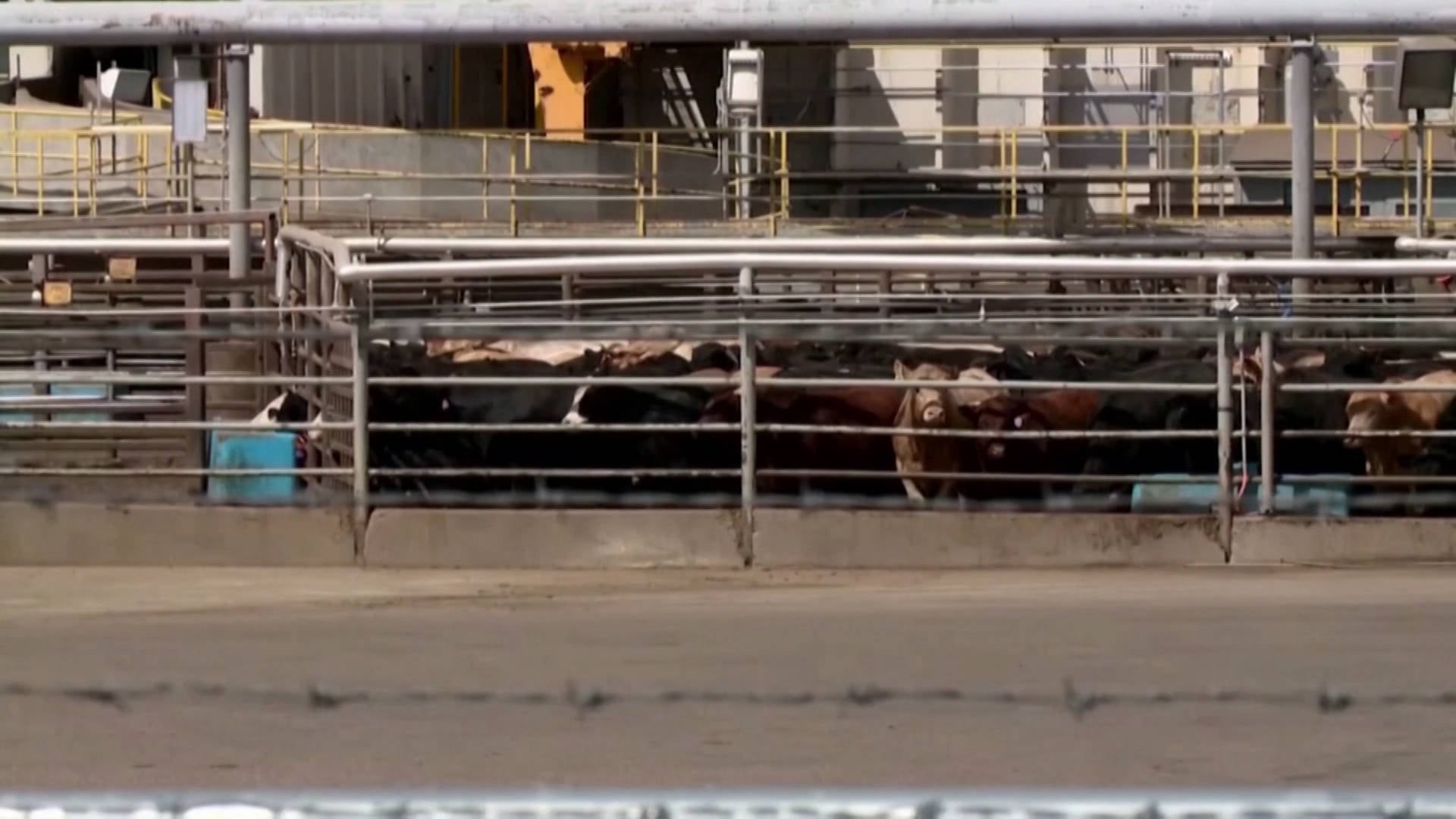 Image for article: 4,000 Meatpackers in Colorado Authorize <b>Strike</b> at JBS, World's Largest Meat Producer