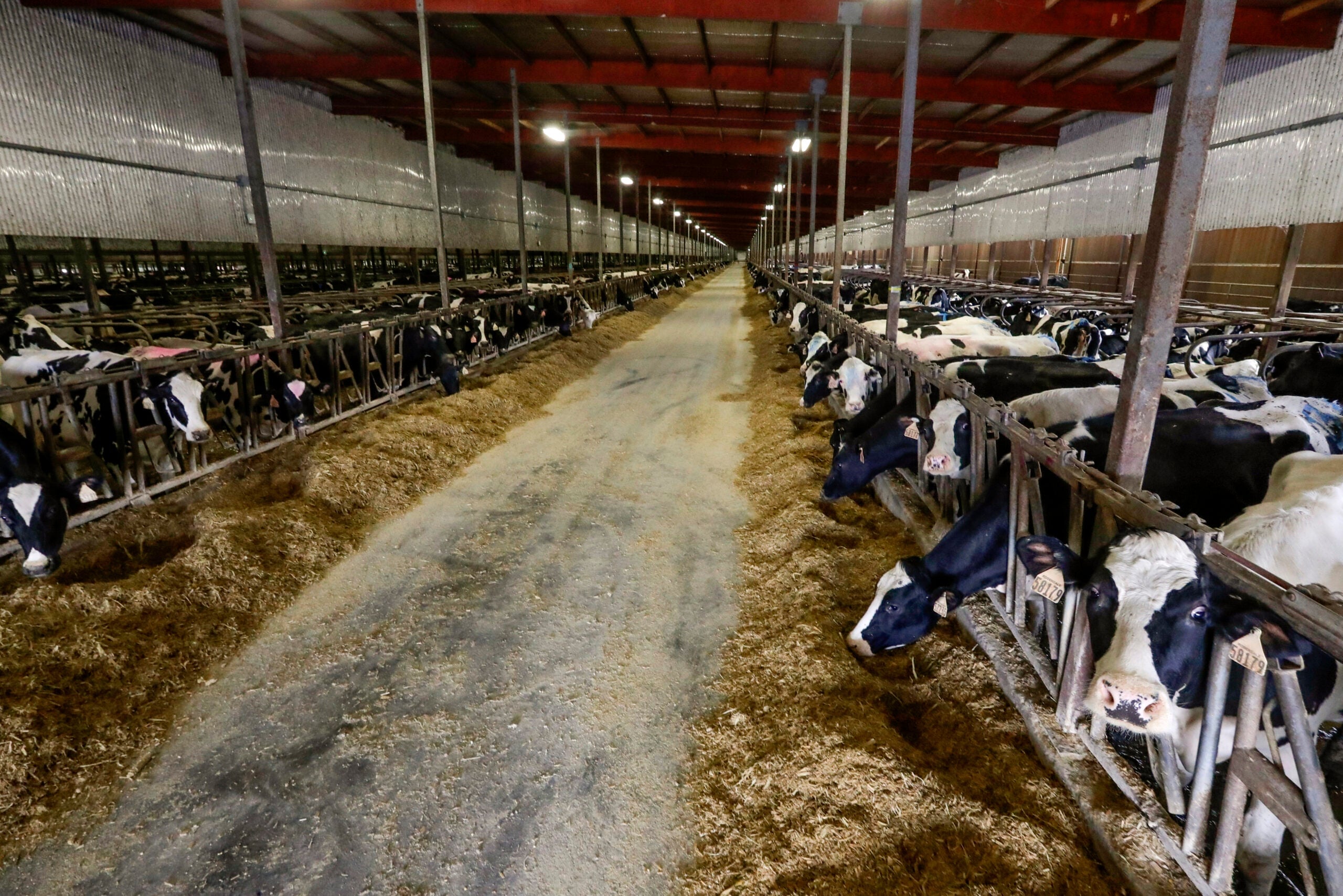 Image for article: Wisconsin dairy farms weigh immigration crackdowns against labor realities