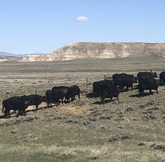 Image for article: JBS workers initiate strike – Wyoming Livestock Roundup