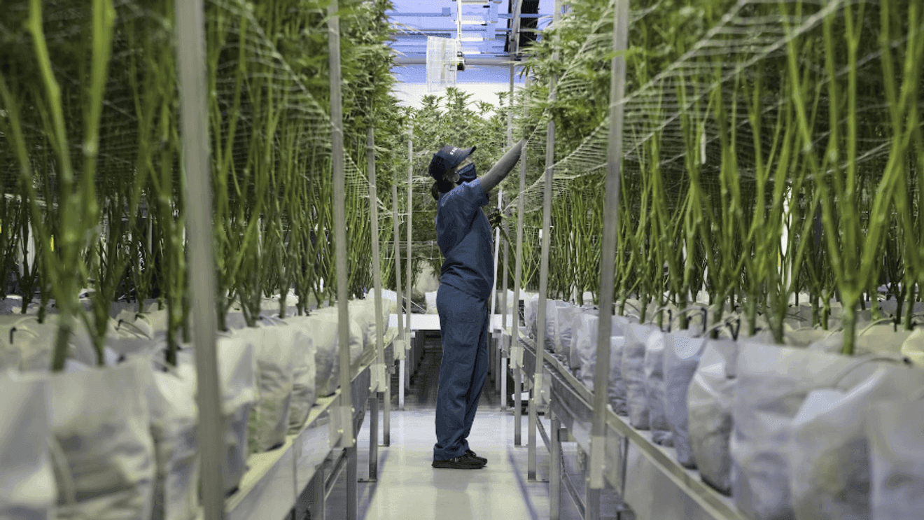 Image for article: Cannabis dispensary workers in Wyomissing go on strike over pay and hours