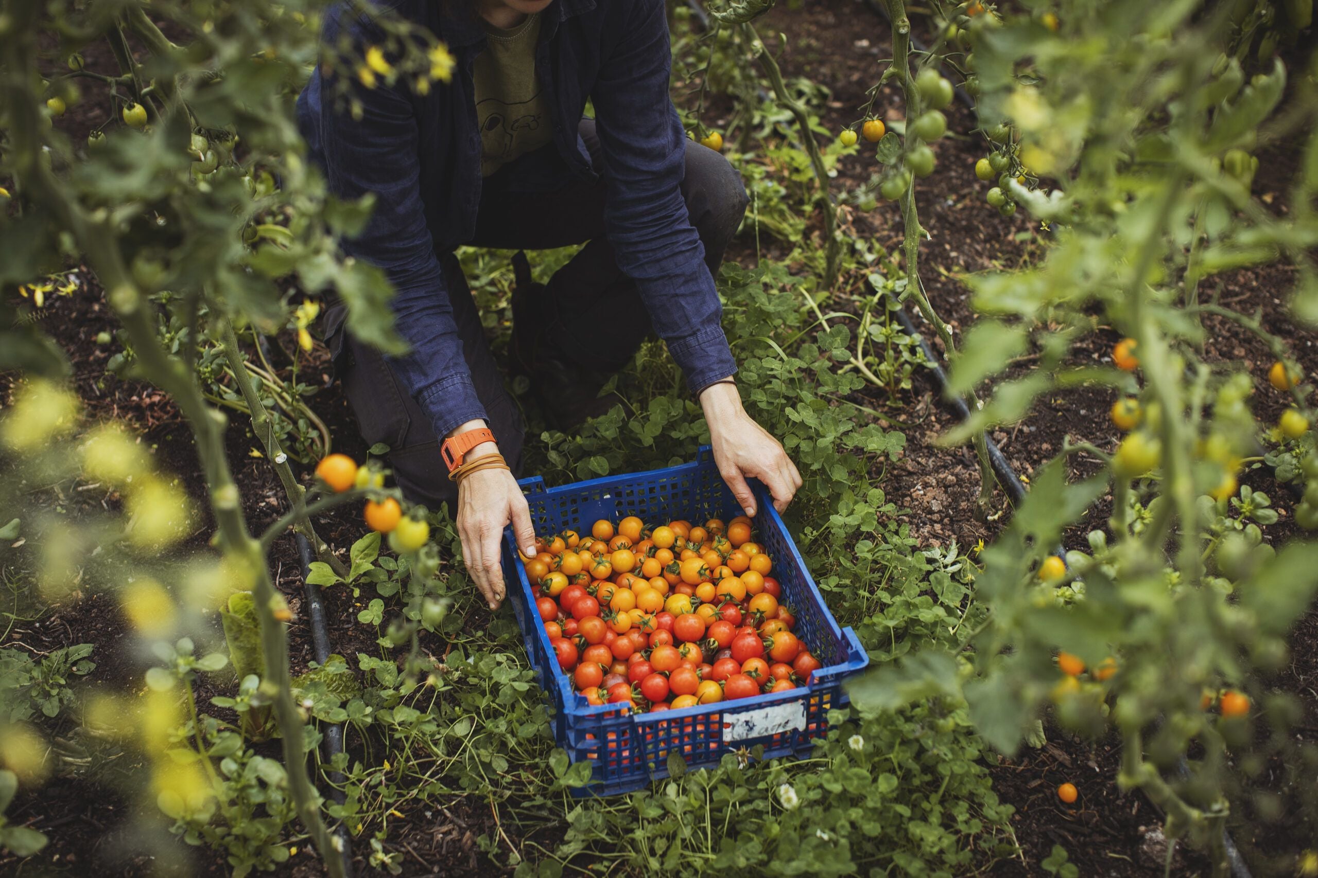 Image for article: Labour, Land & Law: Mapping Landworker Livelihoods Amid UK Employment Reform